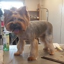 Astin, dog and cat hair salon