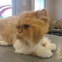 Cat preparation for exhibitions