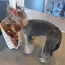 Dog preparation for exhibitions