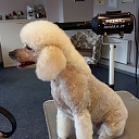 SPA services for dogs