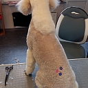Dog hairdressing