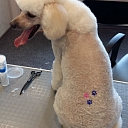 Dog groomer in Liepāja