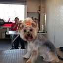 Dog hair salon in Liepaja