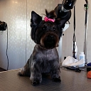 Professional cosmetics