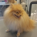 Teeth cleaning for dogs