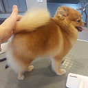 Dog and Cat Grooming Salon ''Astin''