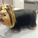 SPA services for dogs in Liepāja