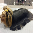 SPA services for dogs