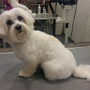 Nail cutting for animals