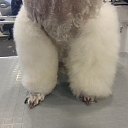 Hairdresser for dogs and cats in Liepāja