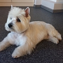 Dog and Cat Grooming Salon ''Astin''