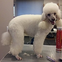 Groomer for dogs and cats