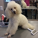 Hairdressing services for dogs and cats in Liepāja