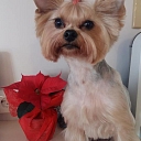 Grooming services for dogs in Liepāja