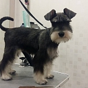 Grooming services for dogs