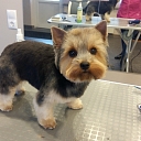 Dog and cat hairdressing salon "Astin" in Liepāja