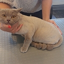 Hairdressing for dogs and cats