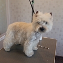 Dog and Cat Hairdressing Salon ''Astin Kurzeme''