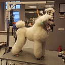 Grooming salon for pets