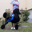 Dog preparation for exhibitions