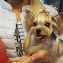 Dog grooming salon in Purvciems