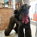 Dog grooming salon in Plavnieki
