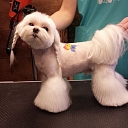 Animal hairdresser's