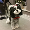 Animal hairdresser's