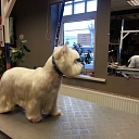 Animal hair salon in Riga