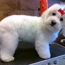 Dog grooming salon in Riga