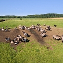 Dunduri meadow horses