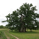 Kaives Senču ozols photo KOZola