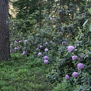 Lāčupītes Arboretum
