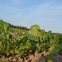 Plant protection products