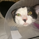 Veterinārija Jelgava