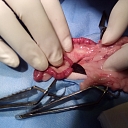 Veterinārija Jelgava