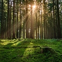 Forestry Madona Daugavlici