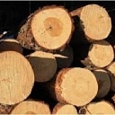 Buying saw logs in Daugavlici