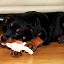 Medical food for dogs Ķekava