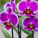 Fuchsia orchid blooming