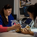 Veterinary clinic. USG