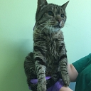 GROBINA VETERINARY CLINIC