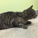 GROBINA VETERINARY CLINIC