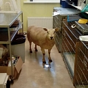 GROBIŅAS VETERINĀRĀ KLĪNIKA