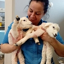 GROBINA VETERINARY CLINIC