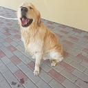 GROBINA VETERINARY CLINIC