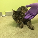 GROBINA VETERINARY CLINIC