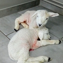 GROBINA VETERINARY CLINIC