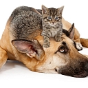 Услуги врача ветеринара