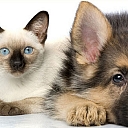 клиническое исследование